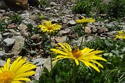 22 Erba regina (Telekia speciosissima )